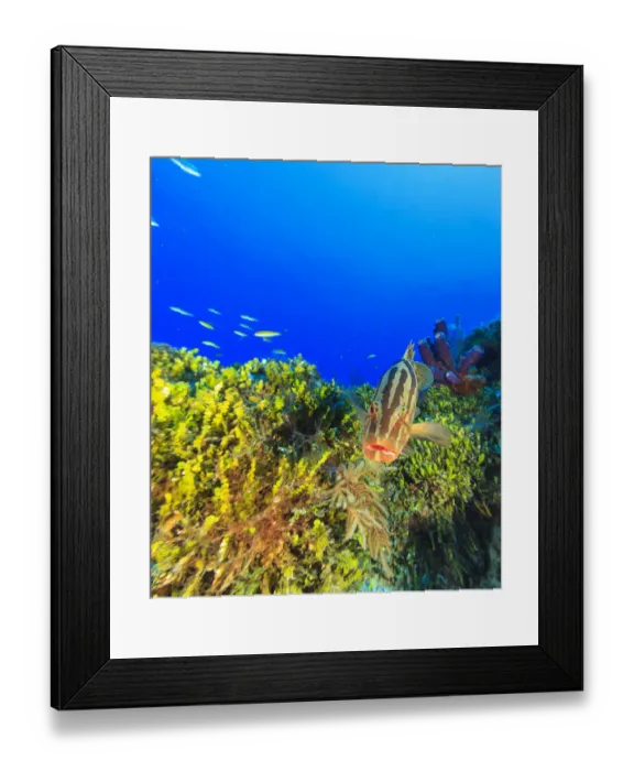 Framed Print : Nassau Grouper, Northern Bahamas, Caribbean
