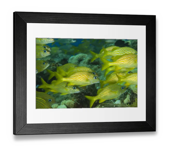 Framed Print : Northern Bahamas, Caribbean. French grunt (Haemulon flavolineatum) Framed Print : Northern Bahamas, Caribbean. French grunt (Haemulon flavolineatum)