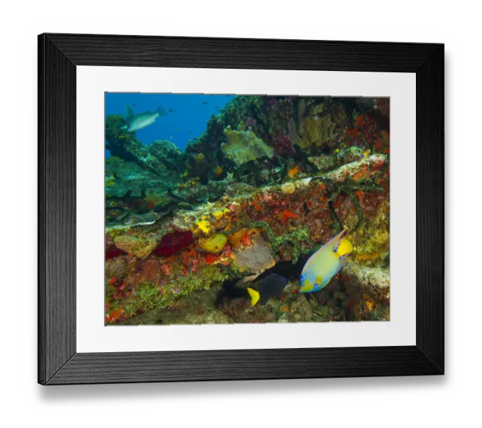 Framed Print : Sugar Wreck, Northern Bahamas, Caribbean