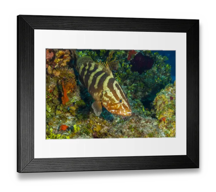 Framed Print : Northern Bahamas, Caribbean. Nassau grouper Framed Print : Northern Bahamas, Caribbean. Nassau grouper