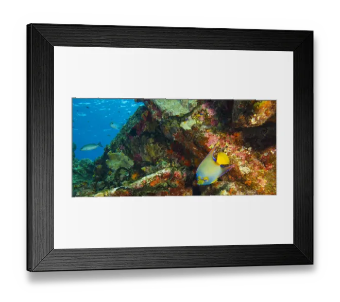 Framed Print : Sugar Wreck, Northern Bahamas, Caribbean Framed Print : Sugar Wreck, Northern Bahamas, Caribbean