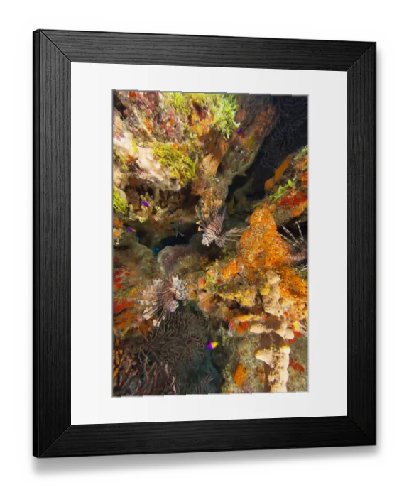 Framed Print : Invasive species, Indo Pacific Lionfish (Pterois volitans) West Sand Ridge, Bahamas