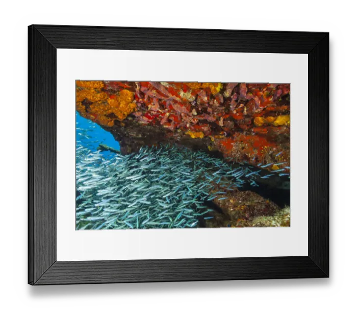 Framed Print : Sugar Wreck, Northern Bahamas, Caribbean