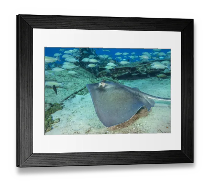 Framed Print : Sugar Wreck, Northern Bahamas, Caribbean Framed Print : Sugar Wreck, Northern Bahamas, Caribbean