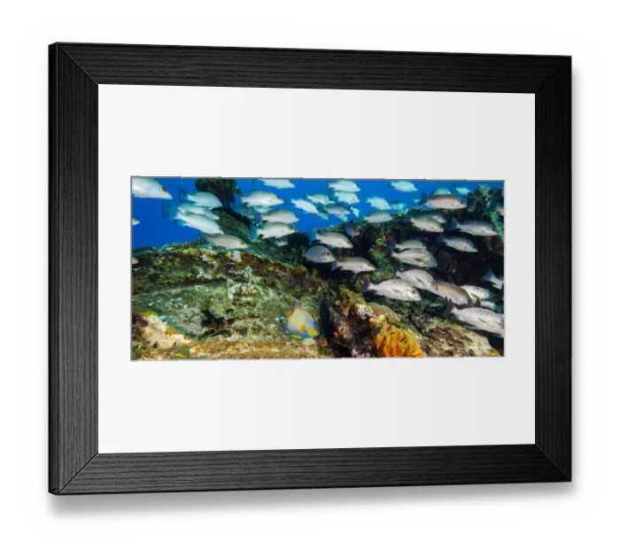 Framed Print : Sugar Wreck, Northern Bahamas, Caribbean Framed Print : Sugar Wreck, Northern Bahamas, Caribbean