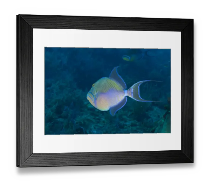 Framed Print : Northern Bahamas, Caribbean Framed Print : Northern Bahamas, Caribbean