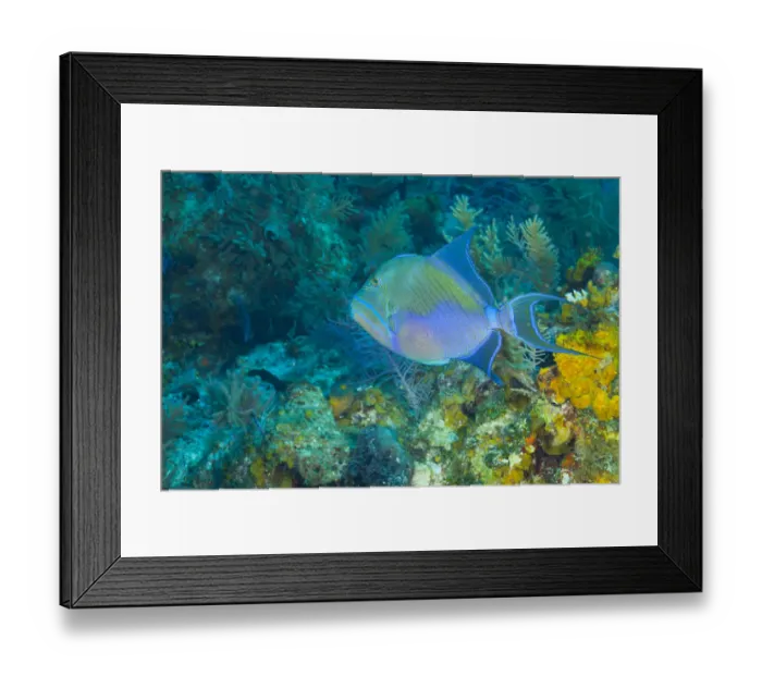 Framed Print : Northern Bahamas, Caribbean