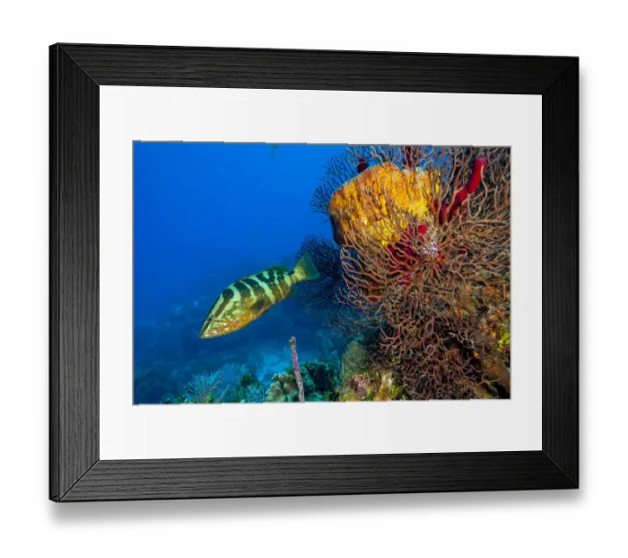 Framed Print : Northern Bahamas, Caribbean