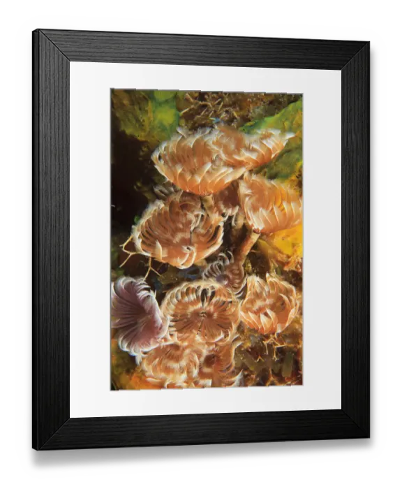 Framed Print : Northern Bahamas, Caribbean