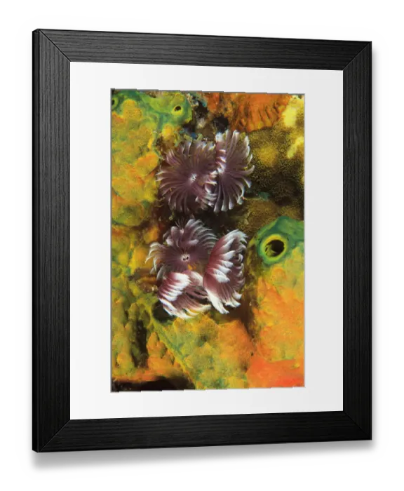 Framed Print : Northern Bahamas, Caribbean Framed Print : Northern Bahamas, Caribbean