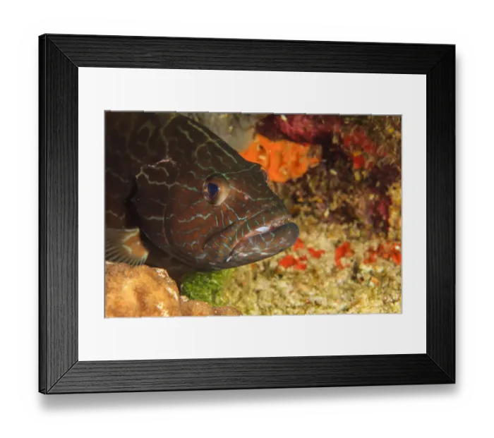 Framed Print : Northern Bahamas, Caribbean Framed Print : Northern Bahamas, Caribbean