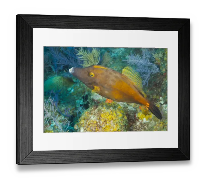 Framed Print : Northern Bahamas, Caribbean. Filefish