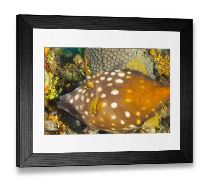 Framed Print : Northern Bahamas, Caribbean. Filefish