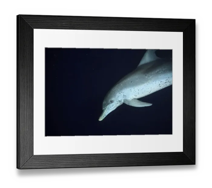Framed Print : Atlantic Spotted Dolphins (Stenella frontalis) feeding on flying fish at night, White Sand Ridge Framed Print : Atlantic Spotted Dolphins (Stenella frontalis) feeding on flying fish at night, White Sand Ridge