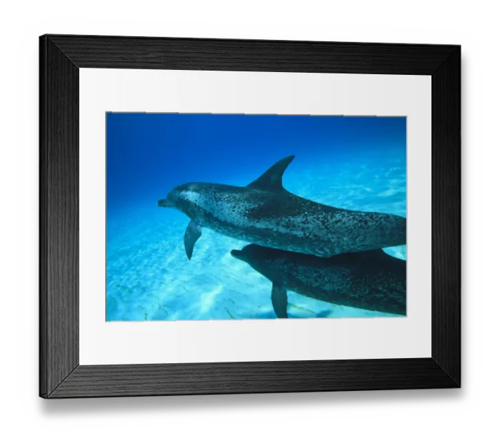 Framed Print : Atlantic Spotted Dolphins (Stenella frontalis), White Sand Ridge, Bahamas Bank, Bahamas