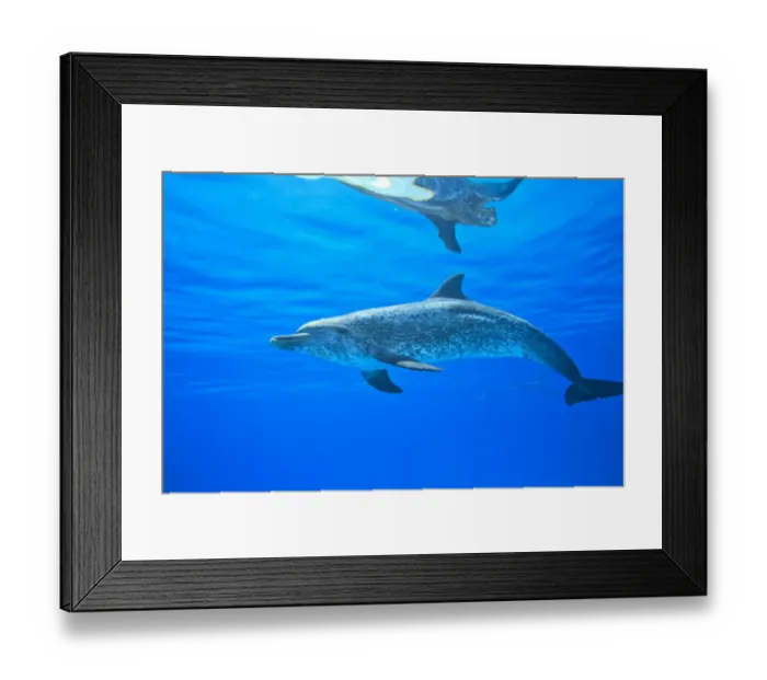 Framed Print : Atlantic Spotted Dolphins (Stenella frontalis), White Sand Ridge, Bahamas Bank, Bahamas Framed Print : Atlantic Spotted Dolphins (Stenella frontalis), White Sand Ridge, Bahamas Bank, Bahamas