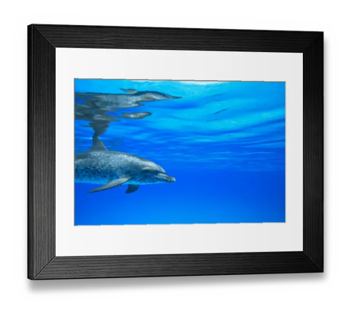 Framed Print : Atlantic Spotted Dolphins (Stenella frontalis), White Sand Ridge, Bahamas Bank, Bahamas Framed Print : Atlantic Spotted Dolphins (Stenella frontalis), White Sand Ridge, Bahamas Bank, Bahamas