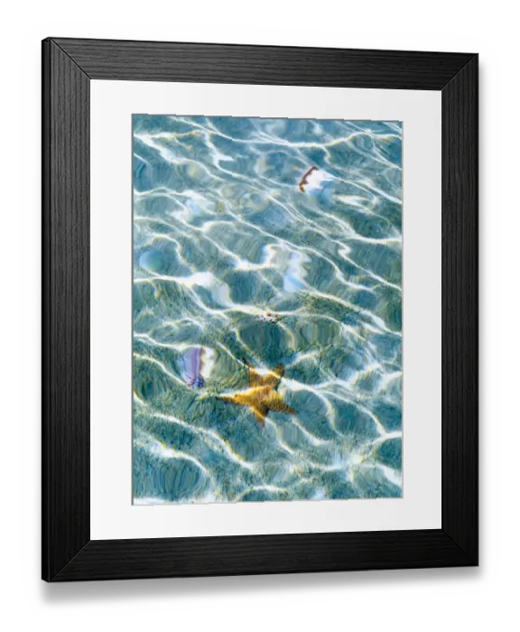 Framed Print : Underwater view of sea star and seashells, Bahamas