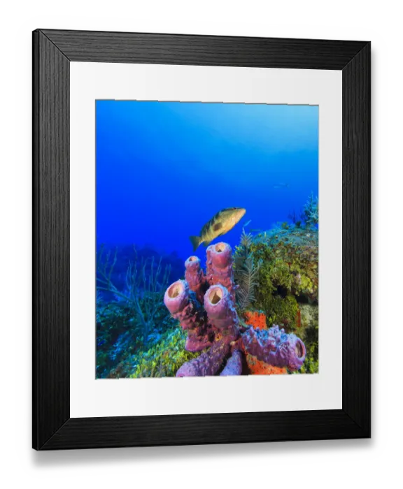 Framed Print : Black Grouper, Northern Bahamas, Caribbean Framed Print : Black Grouper, Northern Bahamas, Caribbean