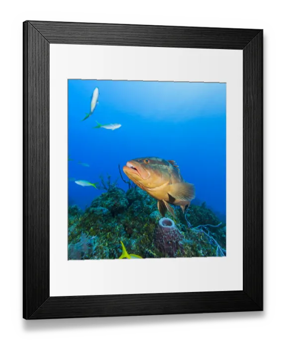 Framed Print : Northern Bahamas, Caribbean. Nassau grouper Framed Print : Northern Bahamas, Caribbean. Nassau grouper