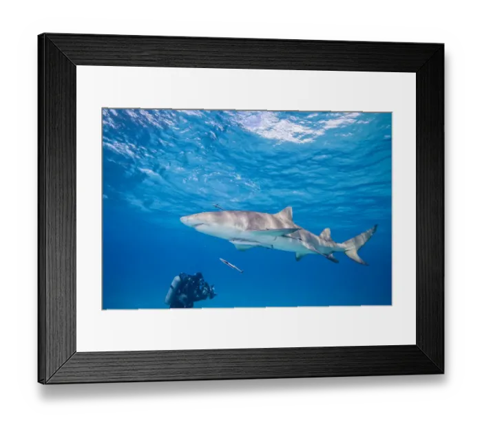 Framed Print : Lemon Shark (Negaprion brevirostris), Northern Bahamas, Caribbean Framed Print : Lemon Shark (Negaprion brevirostris), Northern Bahamas, Caribbean