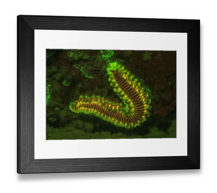 Framed Print : Fire Worm, Night Fluorescing, Bonaire, Caribbean Framed Print : Fire Worm, Night Fluorescing, Bonaire, Caribbean