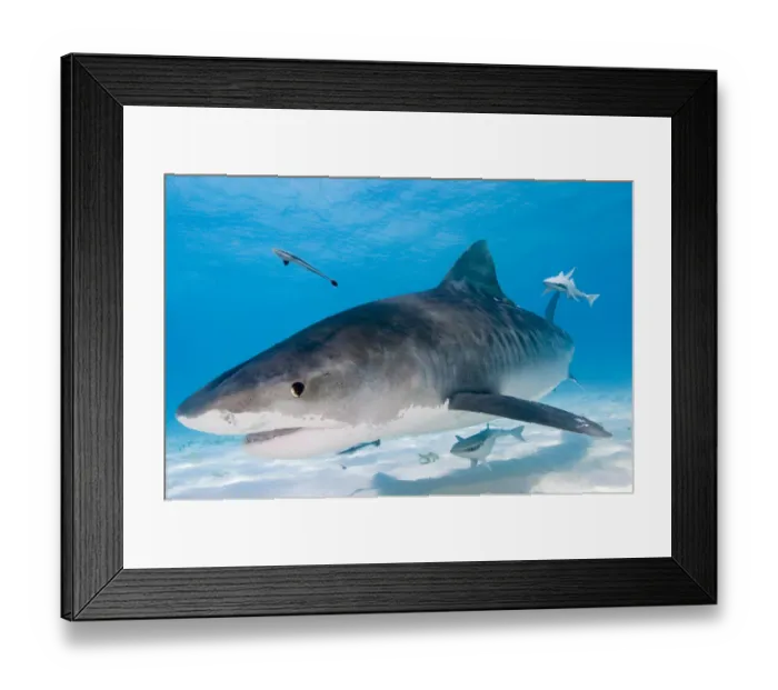 Framed Print : Tiger Sharks (Galeocerdo cuvier) Northern Bahamas Framed Print : Tiger Sharks (Galeocerdo cuvier) Northern Bahamas