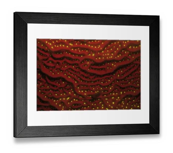 Framed Print : Scroll Coral, Night Fluorescing, Bonaire, Caribbean Framed Print : Scroll Coral, Night Fluorescing, Bonaire, Caribbean