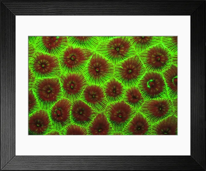 Framed Print : Cavernous Star Coral, Night Fluorescing. Bonaire, Caribbean Framed Print : Cavernous Star Coral, Night Fluorescing. Bonaire, Caribbean