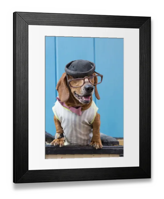 Framed Print : Cuba, Havana, Old Havana. Dog in costume Framed Print : Cuba, Havana, Old Havana. Dog in costume