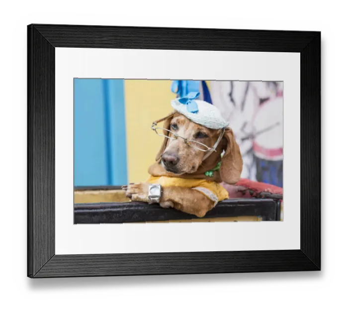 Framed Print : Cuba, Havana, Old Havana. Dog in costume