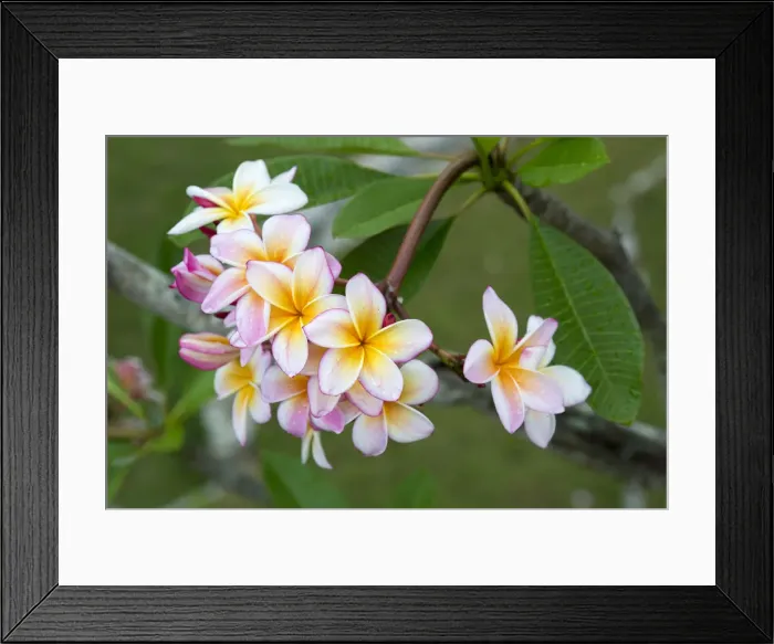 Framed Print : Cuba, Havana. Raindrops on Plumeria blossoms Framed Print : Cuba, Havana. Raindrops on Plumeria blossoms