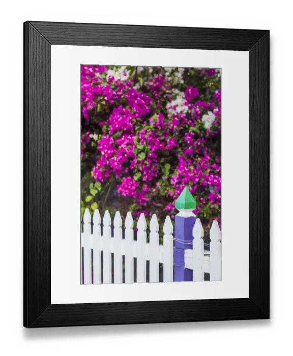 Framed Print : Sint Eustatius. Oranjestad, Bougainvillea flowers