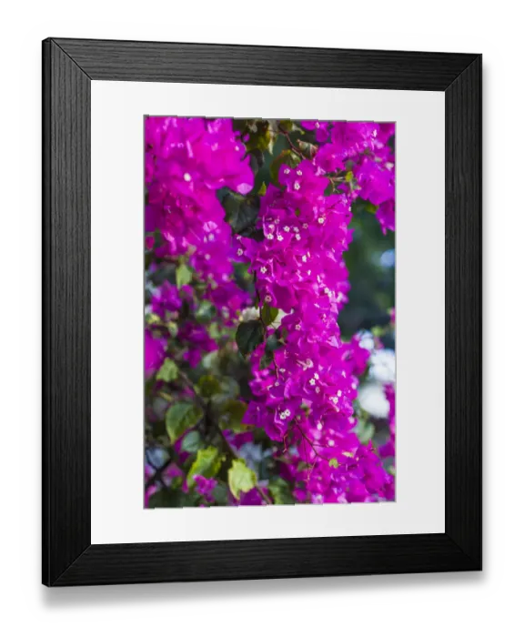 Framed Print : Sint Eustatius. Oranjestad, Bougainvillea flowers Framed Print : Sint Eustatius. Oranjestad, Bougainvillea flowers