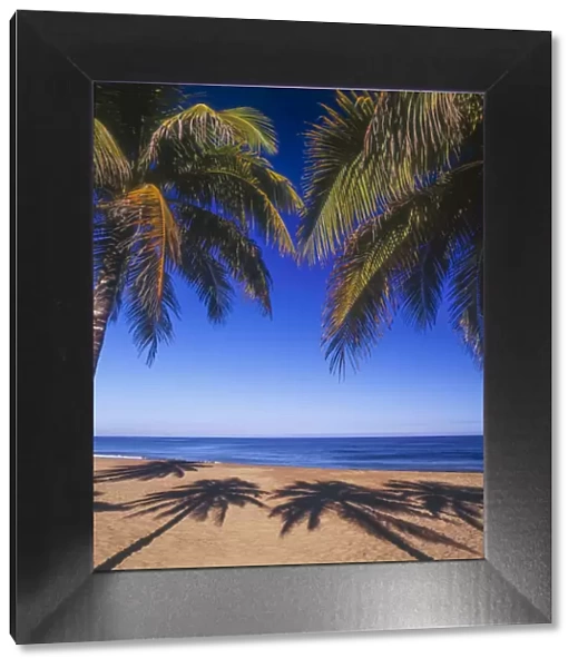 Beach of the Peak, Puerto Rico. Palm trees and their shadows on beach
