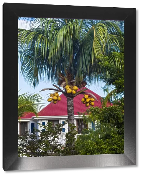 French West Indies, St-Barthelemy. Gustavia, harborside building with palm tree