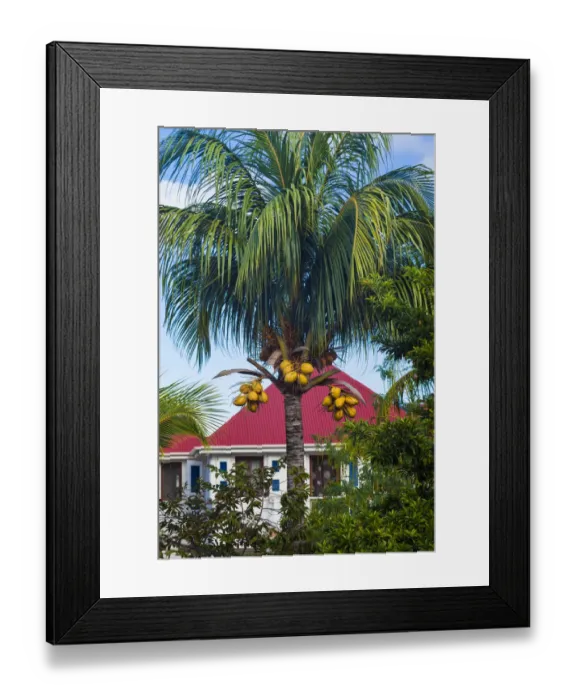 Framed Print : French West Indies, St-Barthelemy. Gustavia, harborside building with palm tree