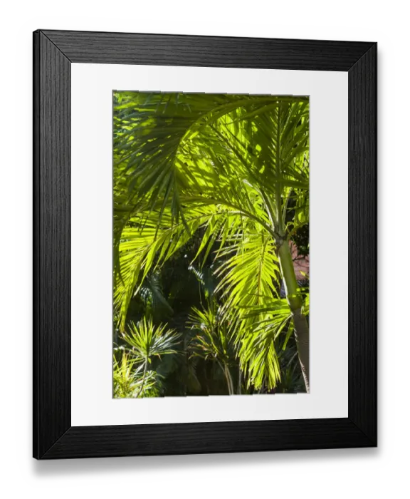 Framed Print : French West Indies, St-Barthelemy. Gustavia, palm tree Framed Print : French West Indies, St-Barthelemy. Gustavia, palm tree