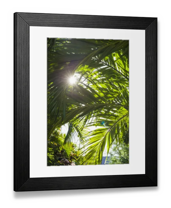 Framed Print : French West Indies, St-Barthelemy. Gustavia, palm tree