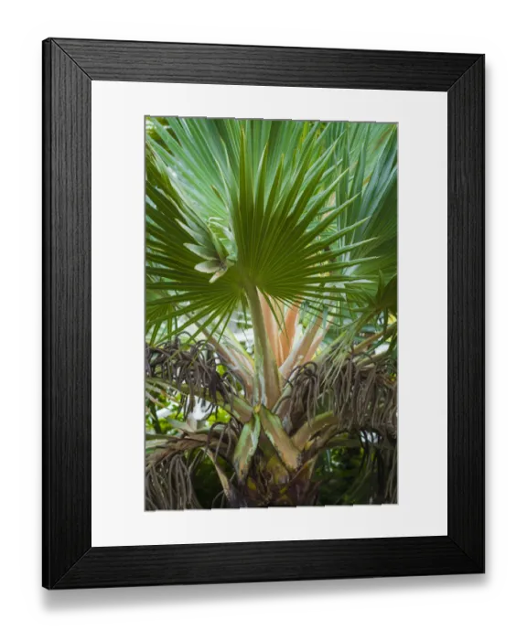 Framed Print : St. Kitts and Nevis, St. Kitts. Molineux, palm tree