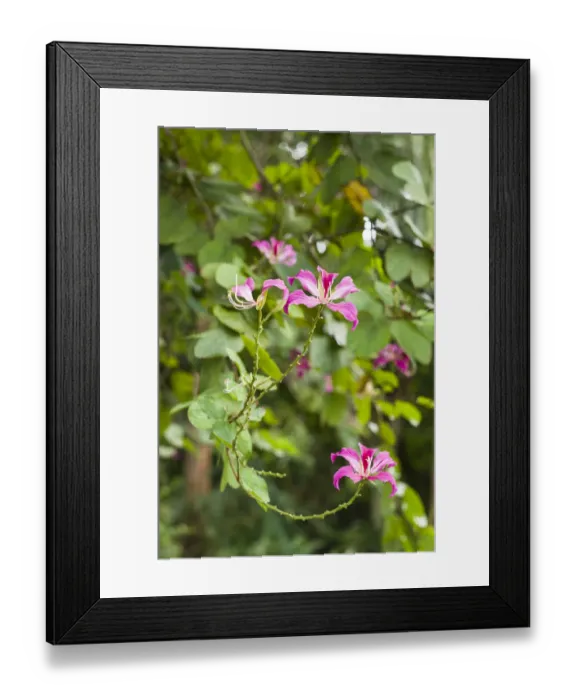 Framed Print : St. Kitts and Nevis, St. Kitts. Molineux, tropical flowers
