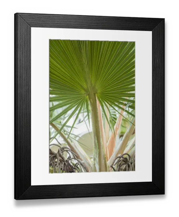 Framed Print : St. Kitts and Nevis, St. Kitts. Molineux, palm tree Framed Print : St. Kitts and Nevis, St. Kitts. Molineux, palm tree