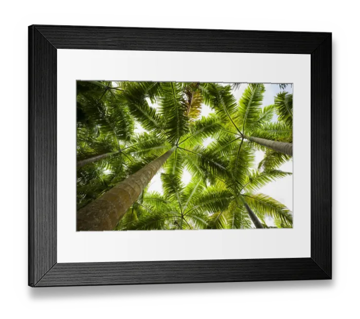 Framed Print : St. Kitts and Nevis, St. Kitts. Molineux, palm tree Framed Print : St. Kitts and Nevis, St. Kitts. Molineux, palm tree