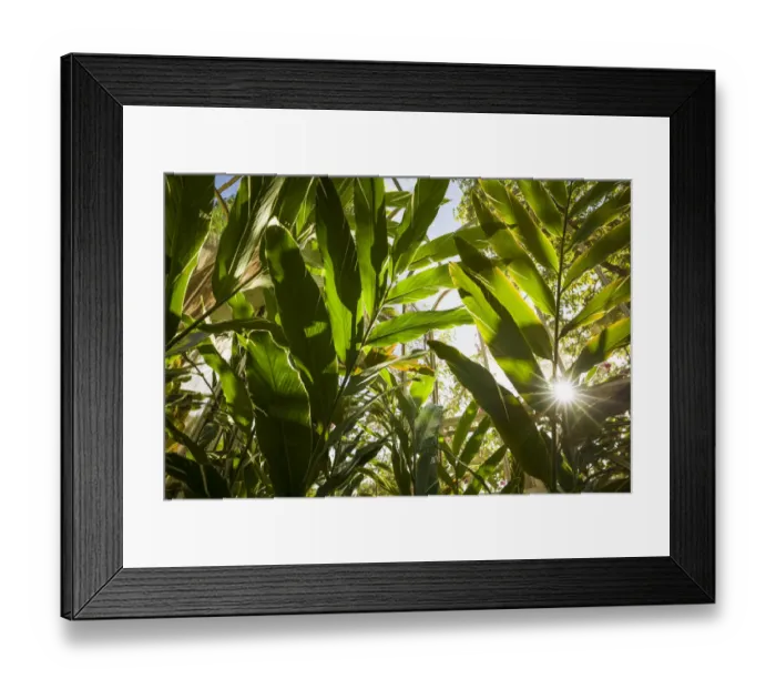 Framed Print : St. Kitts and Nevis, Nevis. Cole Hill, tropical plants
