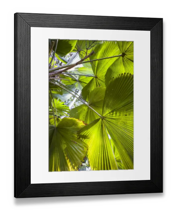 Framed Print : St. Kitts and Nevis, Nevis. Cole Hill, tropical plants Framed Print : St. Kitts and Nevis, Nevis. Cole Hill, tropical plants