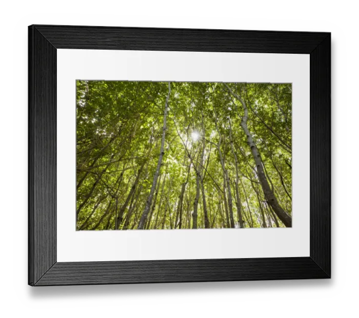 Framed Print : U. S. Virgin Islands, St. John. Leinster Bay, mangrove swamp detail Framed Print : U. S. Virgin Islands, St. John. Leinster Bay, mangrove swamp detail