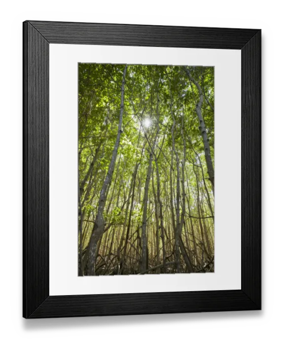 Framed Print : U. S. Virgin Islands, St. John. Leinster Bay, mangrove swamp detail