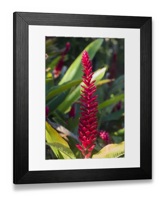 Framed Print : U. S. Virgin Islands, St. Thomas. St. Peter, Heliconia Framed Print : U. S. Virgin Islands, St. Thomas. St. Peter, Heliconia