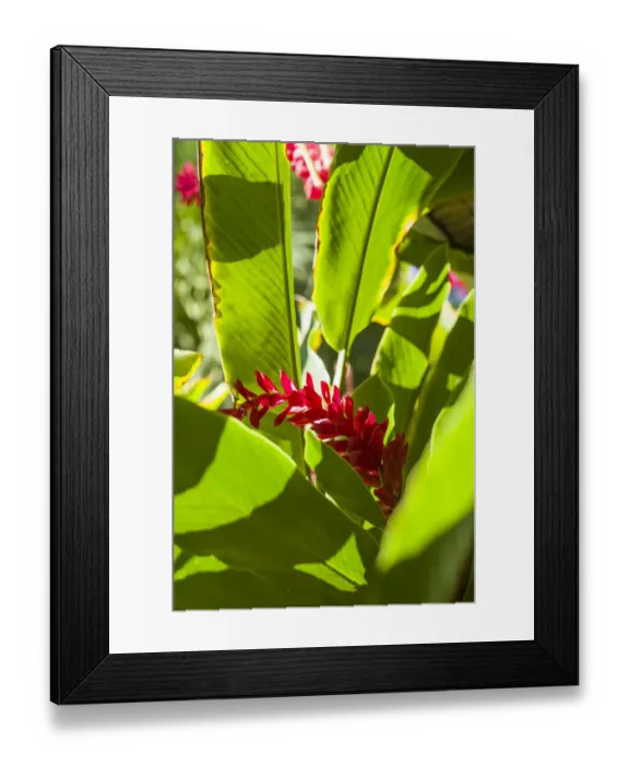 Framed Print : U. S. Virgin Islands, St. Thomas. St. Peter, Heliconia Framed Print : U. S. Virgin Islands, St. Thomas. St. Peter, Heliconia