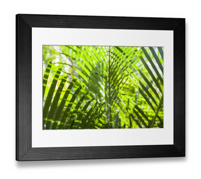 Framed Print : U. S. Virgin Islands, St. Thomas. St. Peter, tropical vegetation Framed Print : U. S. Virgin Islands, St. Thomas. St. Peter, tropical vegetation